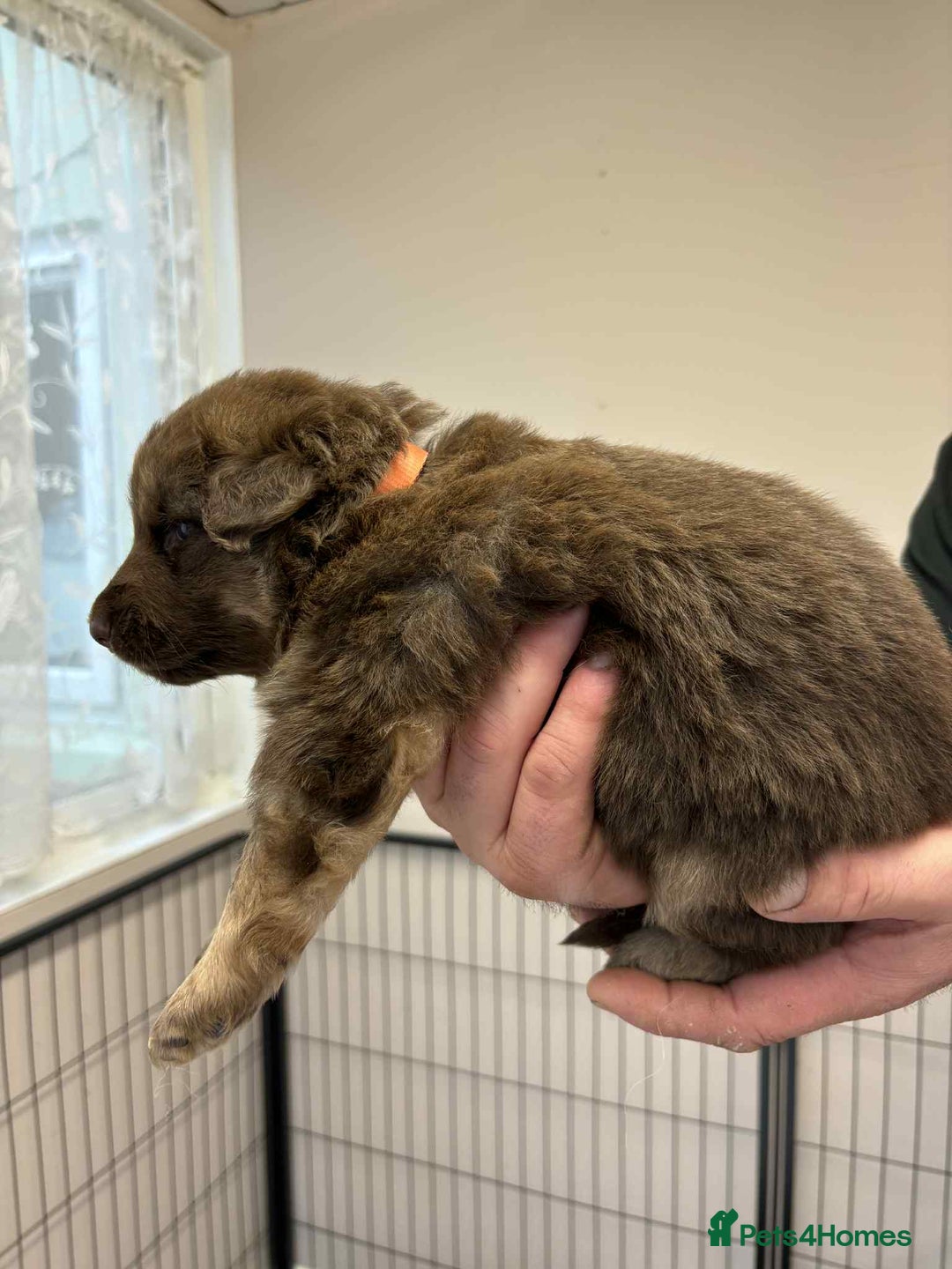 German Shepherd dogs for sale: 8 Beautiful German Shepherd kc reg pups - Image 13