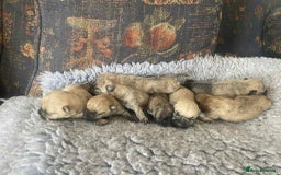 Cairn Terrier dogs for sale: KC reg Cairn Terrier puppies - Image 2