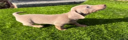 Miniature Dachshund dogs for sale: ❤️Adorable Isabella Miniature Dachshund Puppies 🐶 - Advert 34