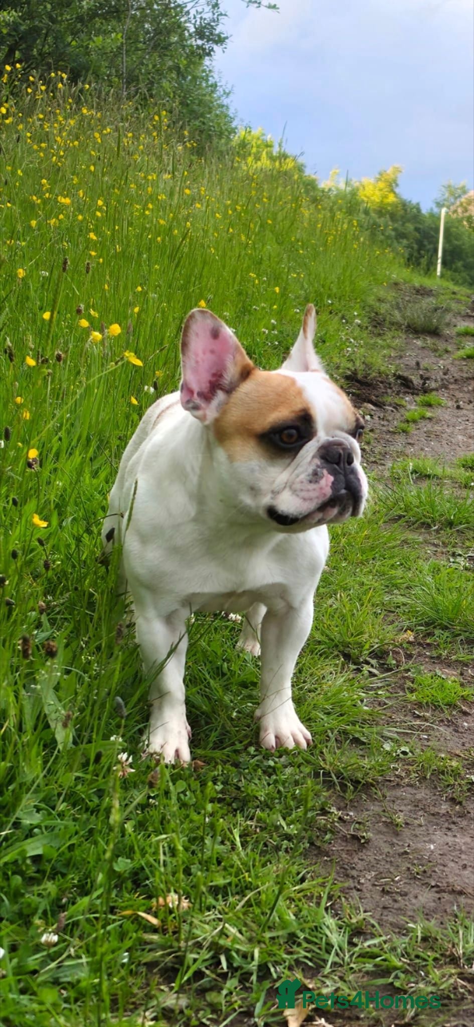 French Bulldog dogs Female French Bulldog - Advert 2