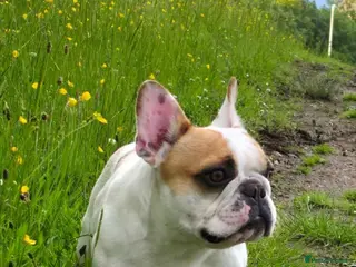 French Bulldog dogs Female French Bulldog - Advert 2