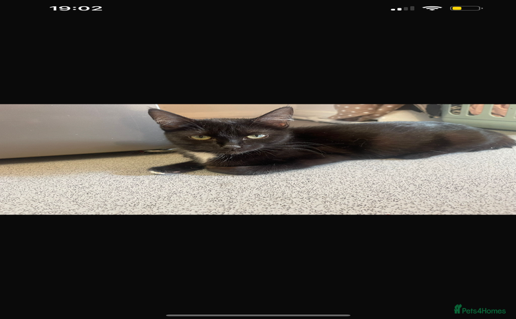 American Shorthair cats - Advert 6