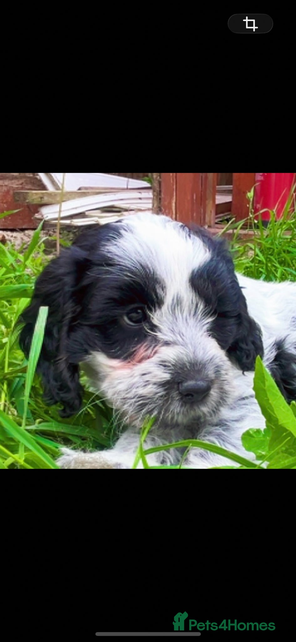 Cockapoo dogs Beautiful cocopoo puppies ready middle of may  - Advert 21