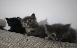 Nebelung cats for sale: Kittens  - Image 9