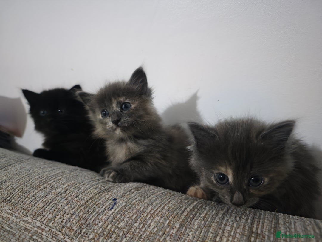 Nebelung cats for sale: Kittens  - Image 9