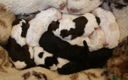 Labradoodle dogs for sale: Curly Coated Hypo-Allergenic Labradoodle Puppies   - Image 2