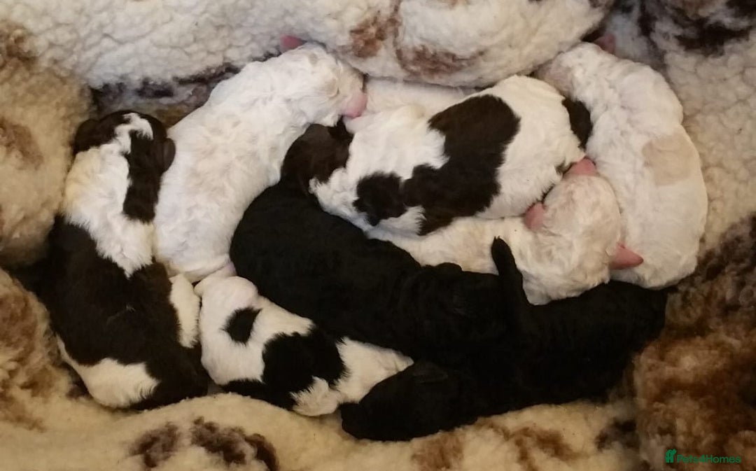 Labradoodle dogs for sale: Curly Coated Hypo-Allergenic Labradoodle Puppies   - Image 2