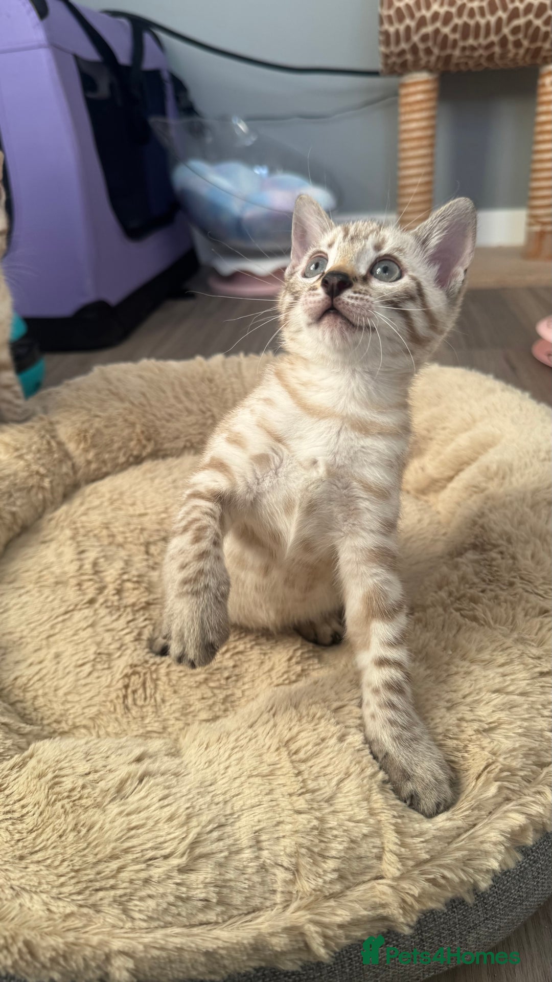 Bengal cats for sale: 🏆Show winning parents. 7 Stunning Bengal Babies💯 - Advert 4