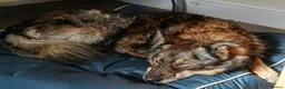 Mixed Breed dogs for adoption: Older Lady Yasmin in Malvern - Advert 3