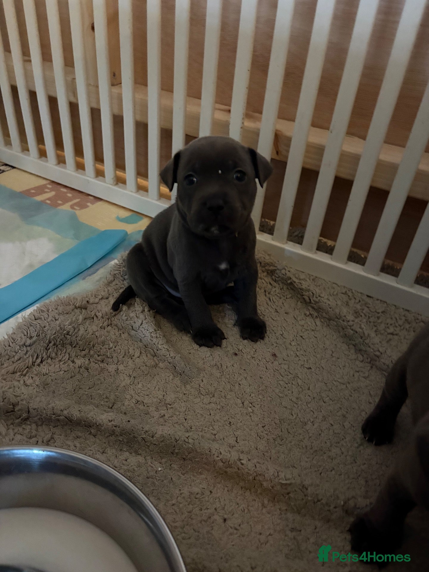 Staffordshire Bull Terrier dogs ***Top Quality KC registered Blue staffy puppies** - Advert 1