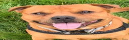 Staffordshire Bull Terrier dogs for stud: For stud- Red Staffordshire bull terrier in Telford - Advert 15