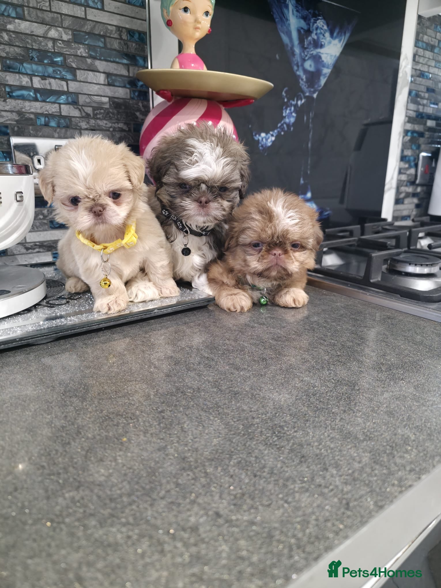 Shih Tzu dogs IMRERIAL SHIHTZU PUPPIES - Advert 1