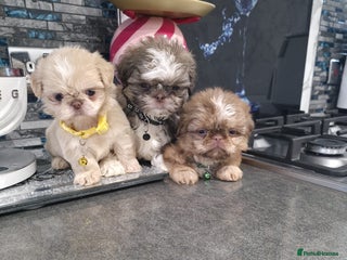 Shih Tzu dogs IMRERIAL SHIHTZU PUPPIES - Advert 1