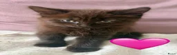 Mixed Breed cats for sale: Fluffiest of Fluff Balls - Advert 7