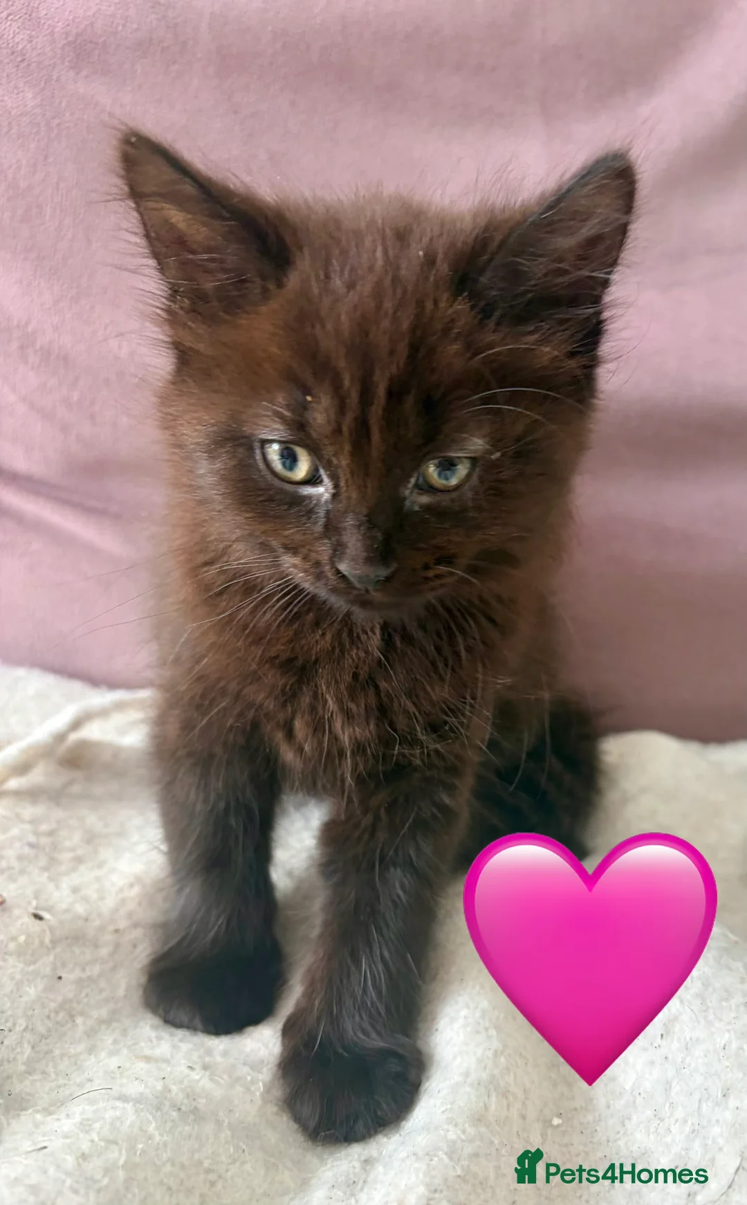 Mixed Breed cats for sale: Fluffiest of Fluff Balls - Advert 7