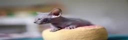 Sphynx cats for sale: Gorgeous silver Sphynx girl - Advert 16