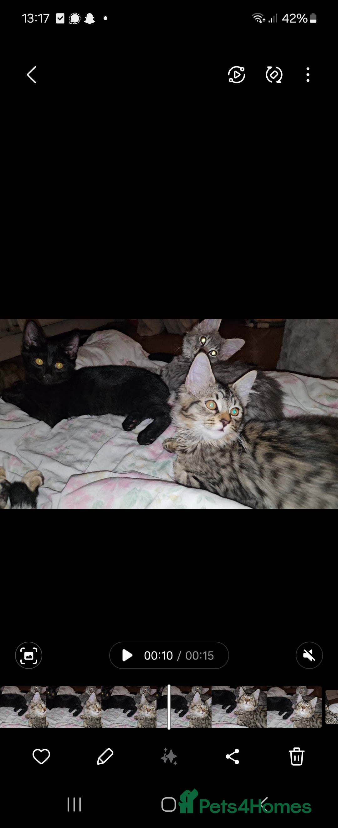 Bengal cats for sale: Elven Bengals - Image 33