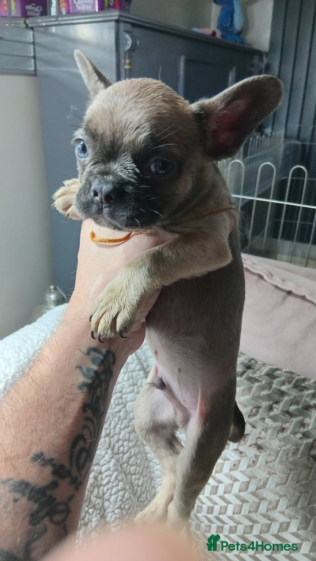 French Bulldog dogs for sale: French Bulldog pups - Advert 5