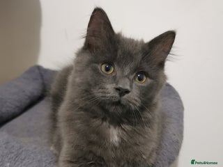 Ragdoll cats Ragdoll stunning kittens(price reduced) - Advert 2