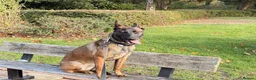 Belgian Shepherd Dog dogs for sale: Lexi  in Milton Keynes - Advert 4
