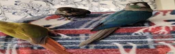 Conures birds for sale: Green cheek conures pineapple, turquoise, violet - Advert 1