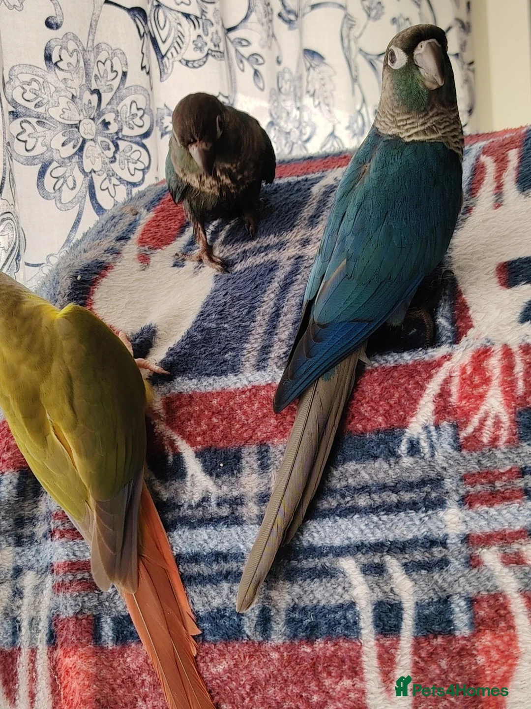 Conures birds for sale: Green cheek conures pineapple, turquoise, violet - Advert 1