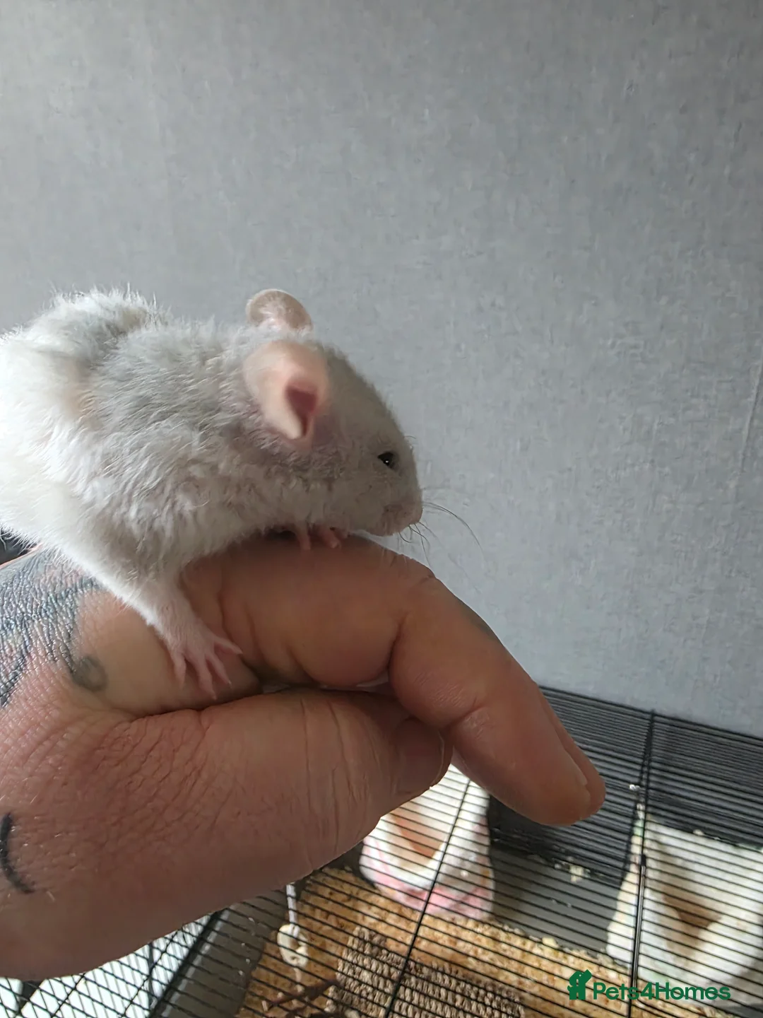 Rat rodents for sale: Baby rats  - Advert 3