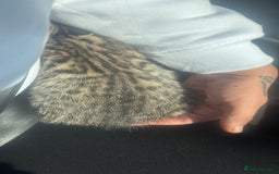 Egyptian Mau cats for sale: 13 week old Egyptian Mau  - Image 5