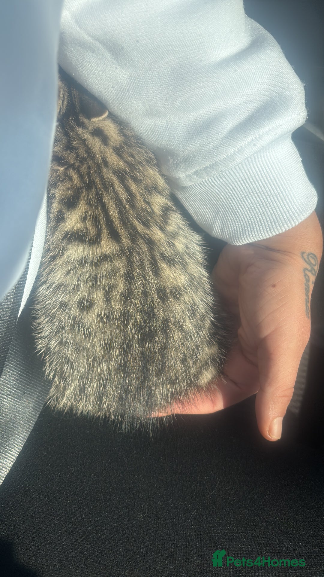 Egyptian Mau cats for sale: 13 week old Egyptian Mau  - Image 5