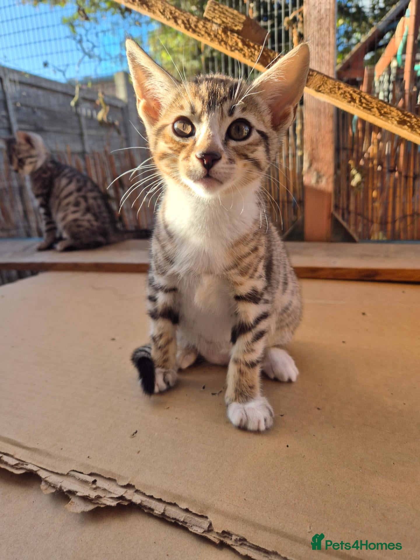 Bengal cats Bengal Tabby - Advert 11