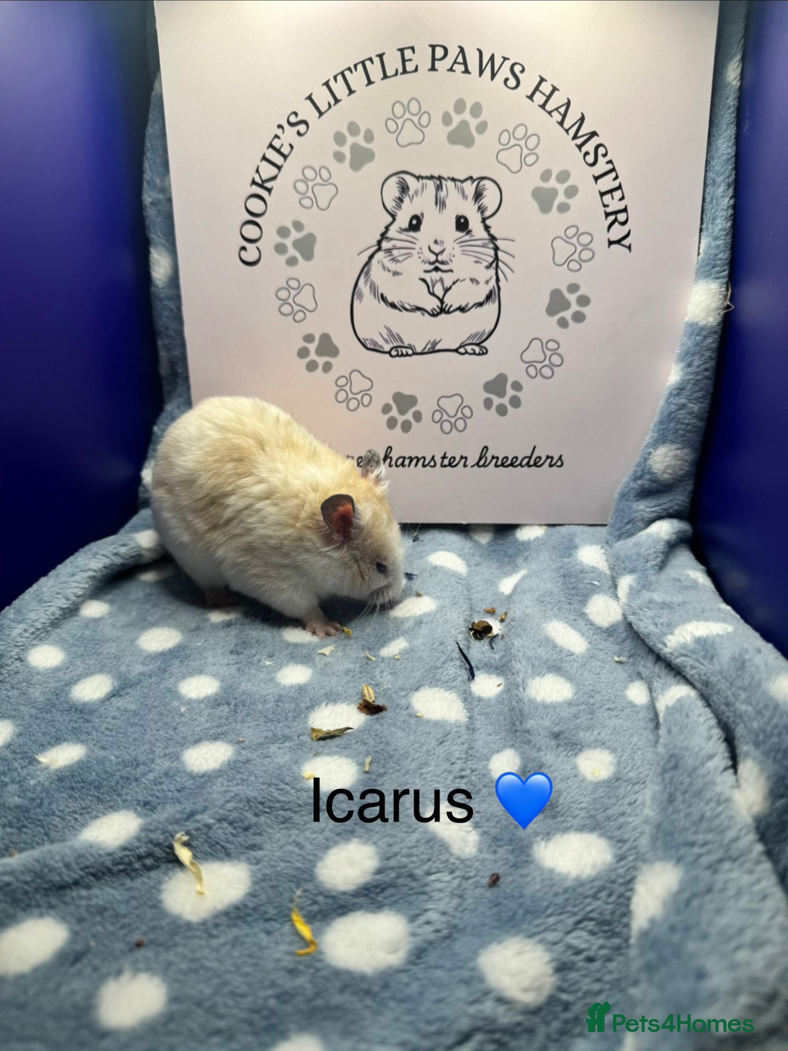 Hamster rodents for sale: Pedigree Syrian hamsters  - Advert 3
