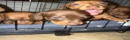 Dachshund dogs for sale: Dachshund Puppies - Advert 5