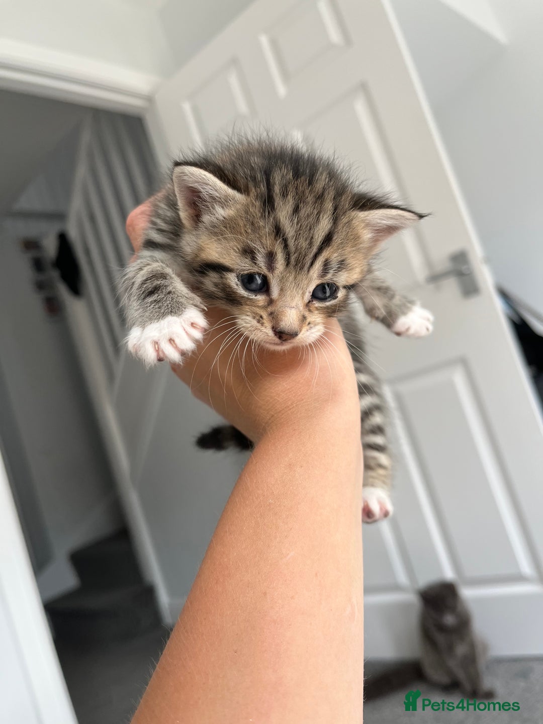 Mixed Breed cats for sale: Female Tabby Mixed Breed Kitten  - Image 1