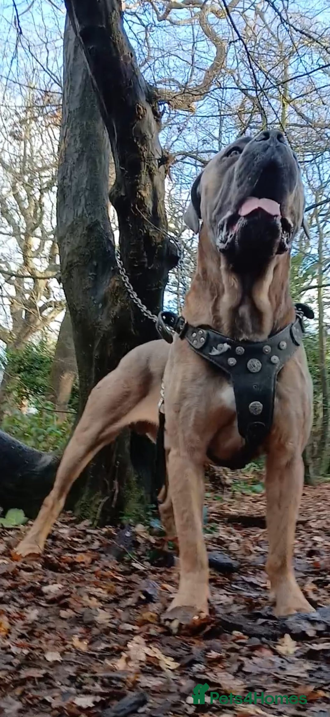 Cane Corso dogs for stud: Russian/Slovak blood cane corso stud - Advert 1