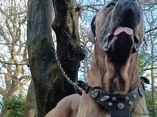 Cane Corso dogs Russian/Slovak blood cane corso stud - Advert 6