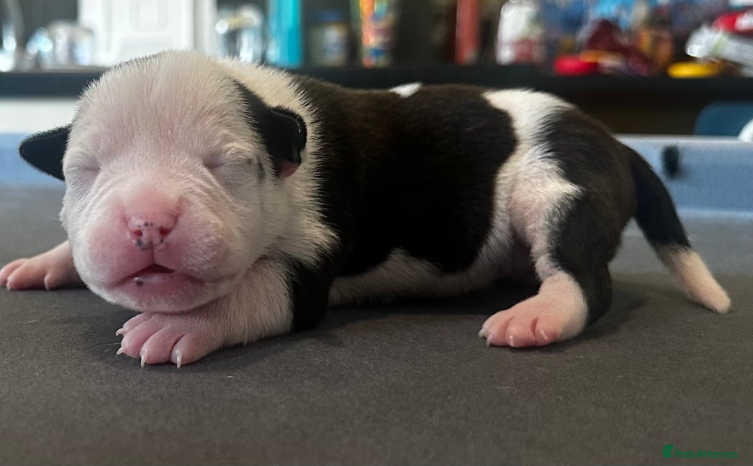 Mixed Breed dogs for sale: StaffyXAmerican bulldog puppies  - Image 35