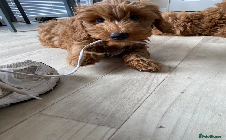 Maltipoo dogs - Advert 1