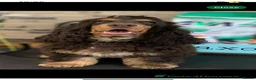 Cocker Spaniel dogs for sale: Show Type Cocker Spaniels HEALTH TESTED Parents - Advert 3