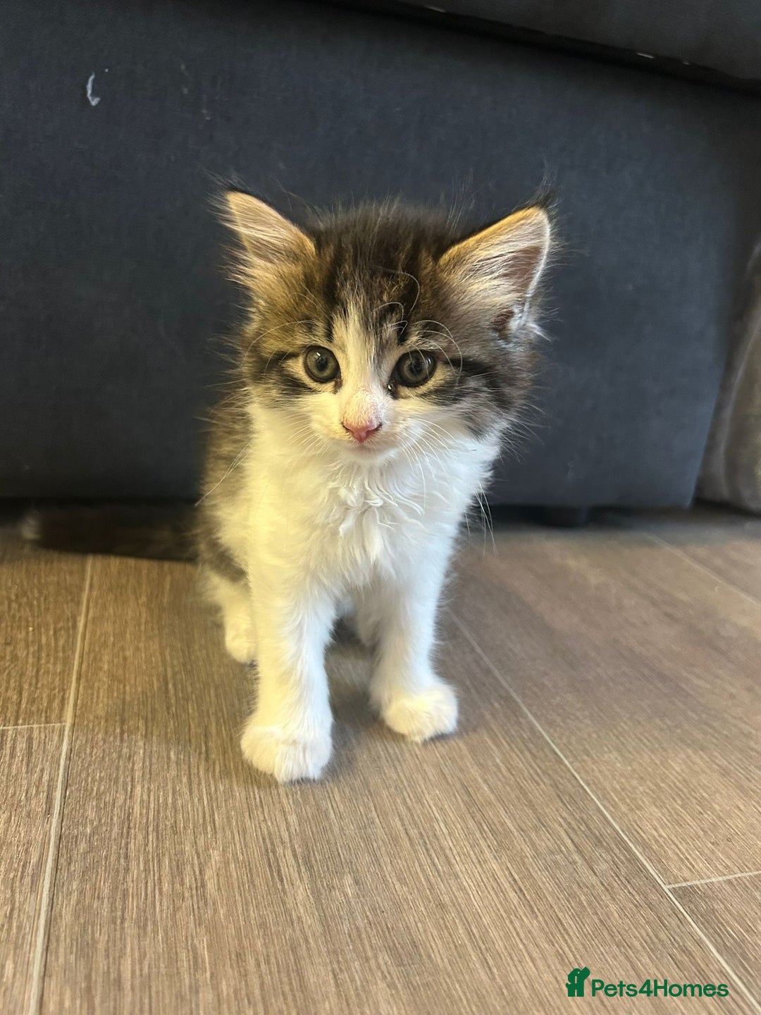 Mixed Breed cats for sale: Female cross Maincoon - Image 3