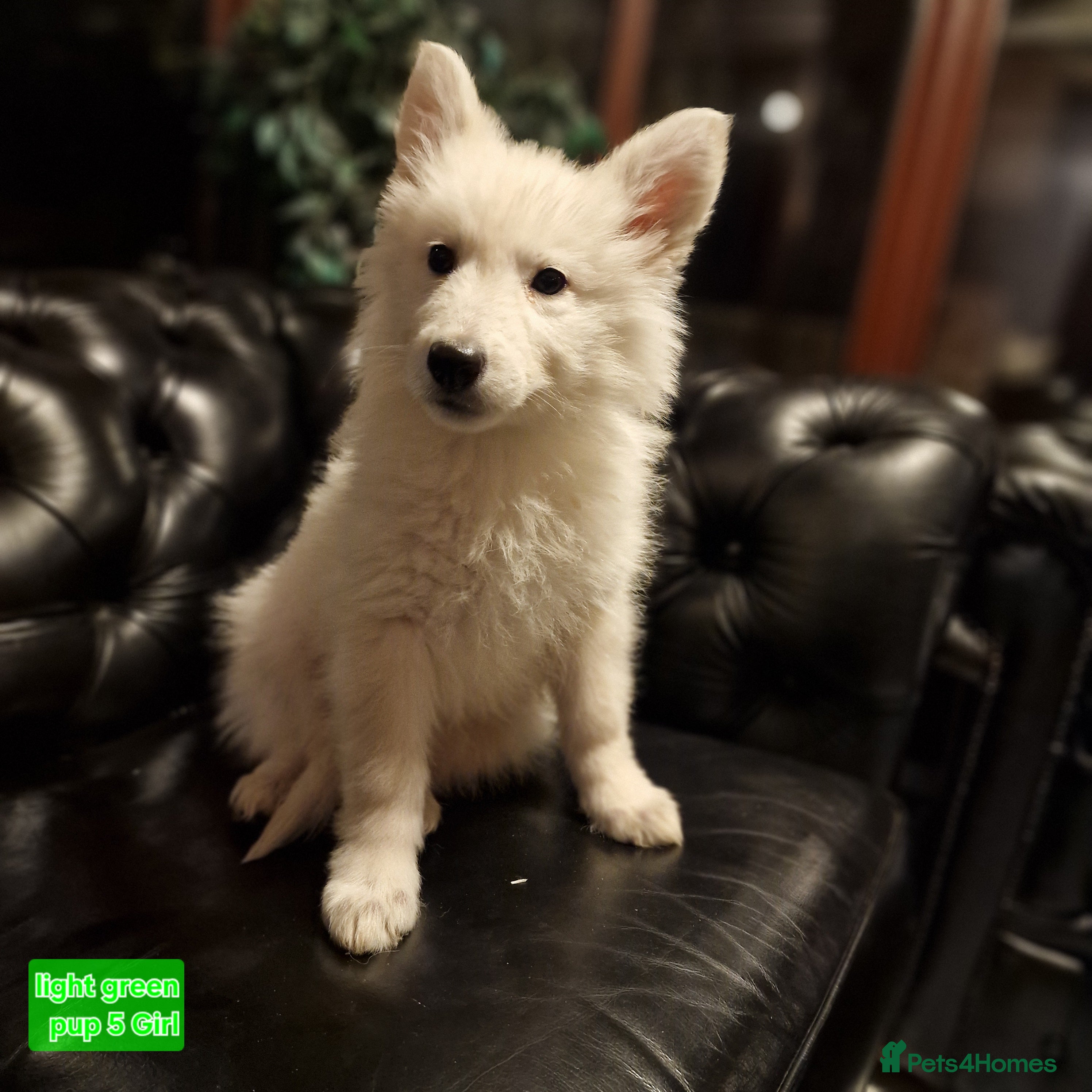 German Shepherd dogs 🔥KC 2xGirls left🔥 Ready to leave White Shepherds - Advert 1