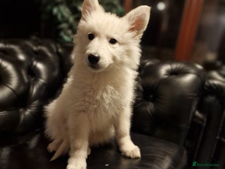 German Shepherd dogs 🔥KC 2xGirls left🔥 Ready to leave White Shepherds - Advert 1