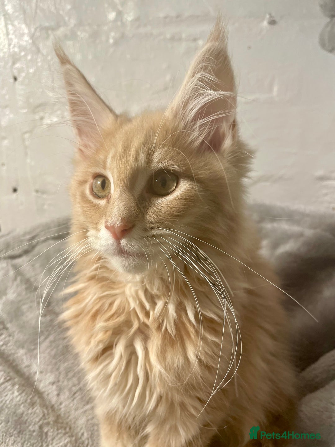 Maine Coon cats for sale: Purebred Maine Coons looking for a loving home 😻 - Image 17