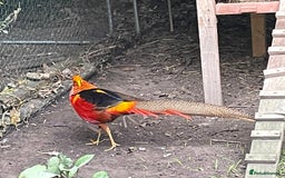 Mixed Breed birds for sale: Golden Pheasant Juveniles – Hatched 31 May 2025 - Image 2