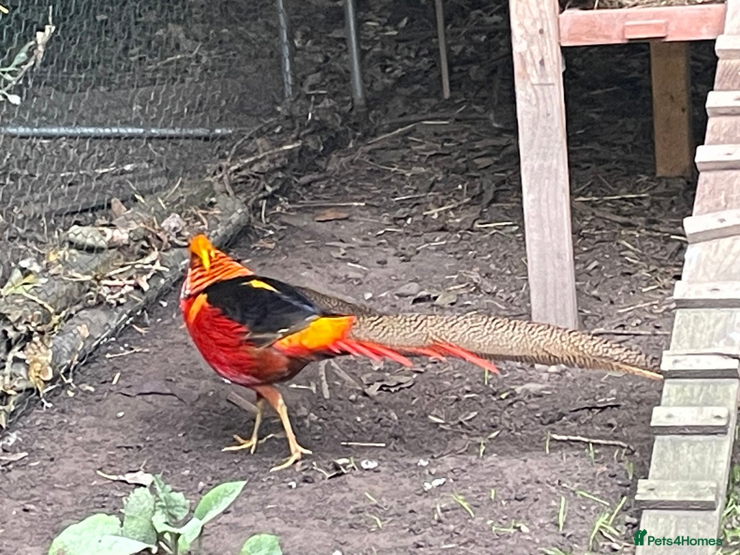Mixed Breed birds for sale: Golden Pheasant Juveniles – Hatched 31 May 2025 - Image 2