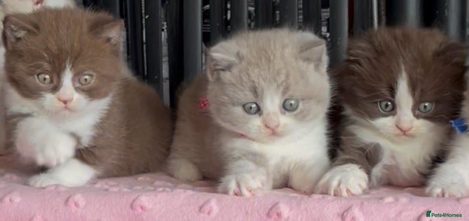 British Shorthair cats for sale: Beautiful BSH Champion line Kittens  - Advert 9