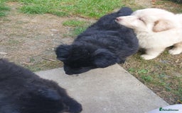 German Shepherd dogs for sale: German Shepherd pups ready end of August  - Image 25