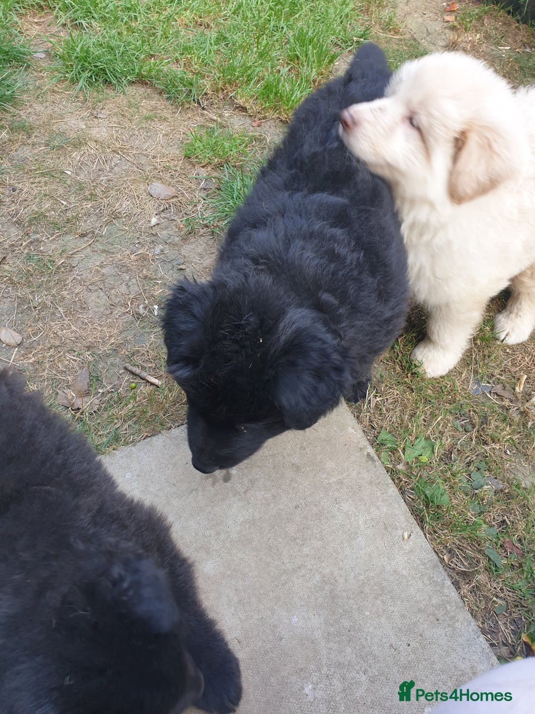 German Shepherd dogs for sale: German Shepherd pups ready end of August  - Image 25
