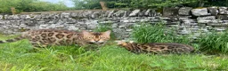 Bengal cats for sale:  Stunning Bengal kittens - Advert 10