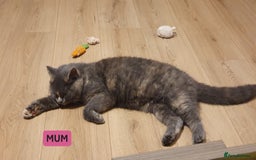 British Shorthair cats for sale: British Shorthair kittens - Image 16