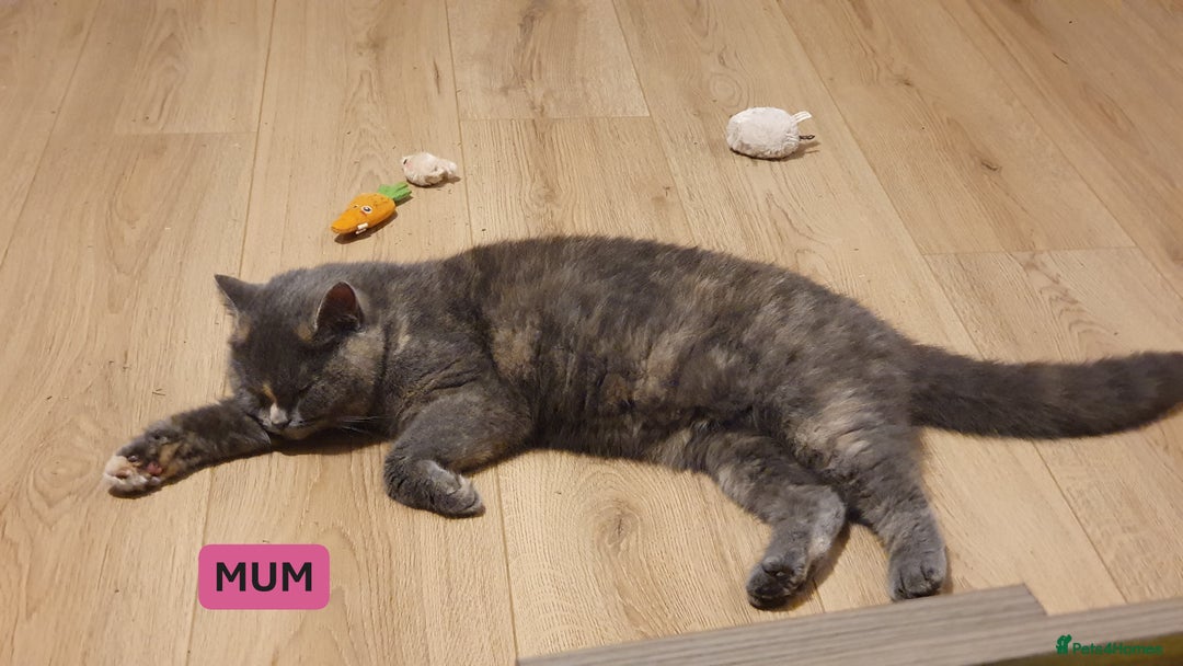 British Shorthair cats for sale: British Shorthair kittens - Image 16